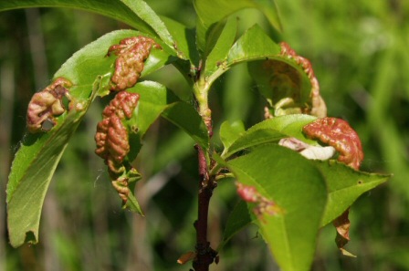 Krizantém: ha ezekre figyelsz, tele lesz virággal