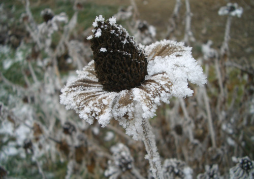 Krizantém: ha ezekre figyelsz, tele lesz virággal