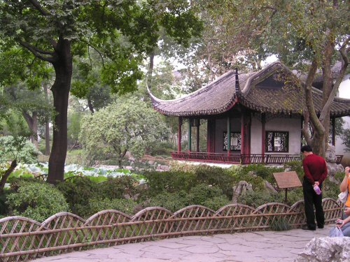 Krizantém: ha ezekre figyelsz, tele lesz virággal