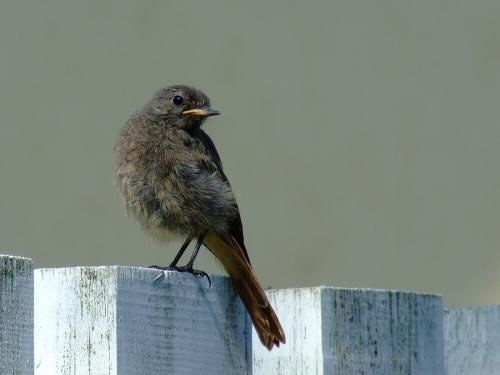 Krizantém: ha ezekre figyelsz, tele lesz virággal