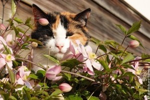 Klematisz gondozása: mire kell figyelni, hogy gyönyörű legyen?