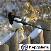 Kötekedő madár a szarka, még a rókát is elzavarja - Videó