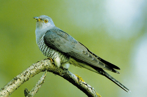 Krizantém: ha ezekre figyelsz, tele lesz virággal