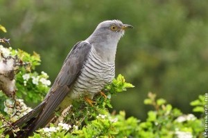 Ismerjük meg a kakukkot!