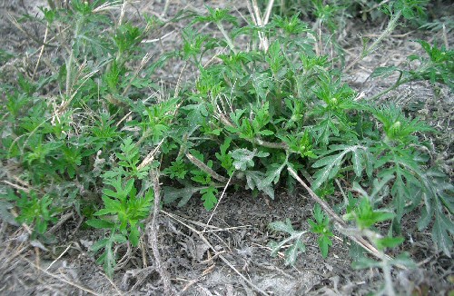 Krizantém: ha ezekre figyelsz, tele lesz virággal