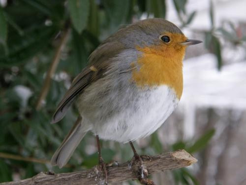 Krizantém: ha ezekre figyelsz, tele lesz virággal