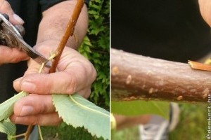 Gyümölcsfák szemzése lépésről-lépésre kezdőknek