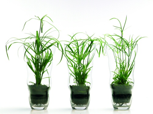 Krizantém: ha ezekre figyelsz, tele lesz virággal