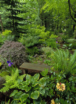 Krizantém: ha ezekre figyelsz, tele lesz virággal