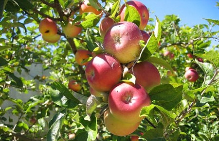 Krizantém: ha ezekre figyelsz, tele lesz virággal