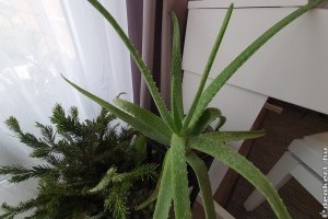 Ha így gondozod télen az aloe verát, erős és egészséges lesz