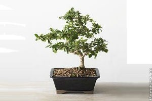 Ismerjük meg a borágófát!