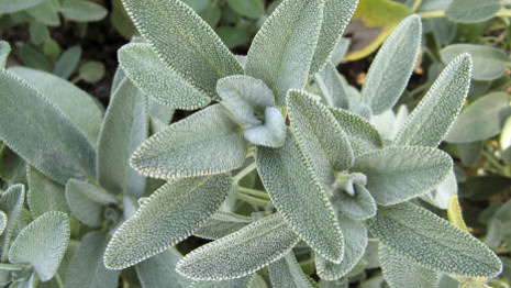 Krizantém: ha ezekre figyelsz, tele lesz virággal