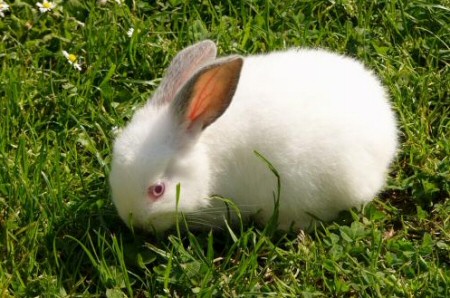 Krizantém: ha ezekre figyelsz, tele lesz virággal