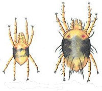 Krizantém: ha ezekre figyelsz, tele lesz virággal
