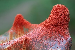 Hogyan védjük növényeinket a takácsatkáktól?