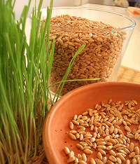 Krizantém: ha ezekre figyelsz, tele lesz virággal