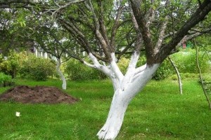 Fatörzs meszelése: így állj neki, mert ezt sokan elrontják!