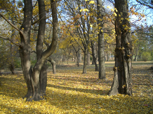Krizantém: ha ezekre figyelsz, tele lesz virággal