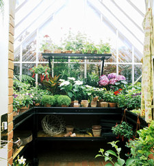 Krizantém: ha ezekre figyelsz, tele lesz virággal