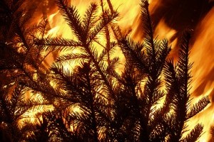 8 másodperc alatt lángra kap a karácsonyfa - nézd csak!