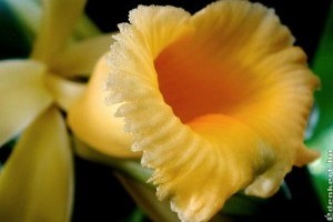 Ehető orchideák - szerelmeseknek