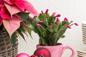 Milyen növények illenek a karácsonyi hangulathoz? Ünnepi dekoráció szobanövényekkel