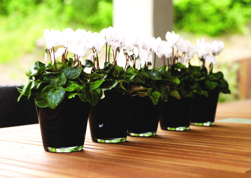 Krizantém: ha ezekre figyelsz, tele lesz virággal