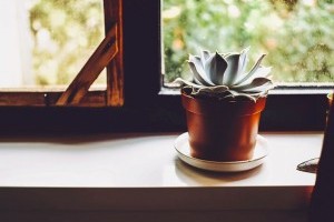 Betegek a növényeid? Bemutatjuk a helyes téli tartást!