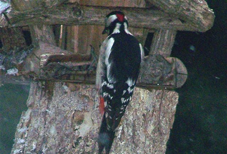 Krizantém: ha ezekre figyelsz, tele lesz virággal