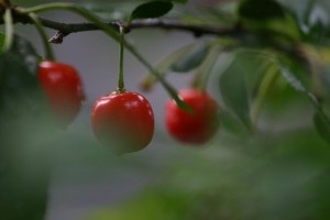 Télen is meggyel védekezzünk a megfázás ellen