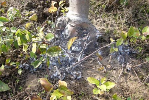 Krizantém: ha ezekre figyelsz, tele lesz virággal