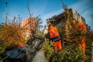 Hogyan hasznosíthatók a kidobott karácsonyfák?