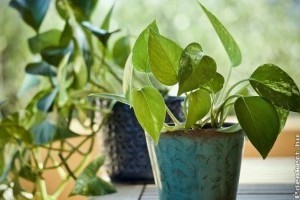 Strapabíró szobanövények, melyek nem fognak ki rajtad