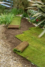 Krizantém: ha ezekre figyelsz, tele lesz virággal