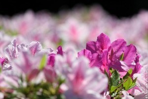 Milyen virágot vegyünk ajándékba?