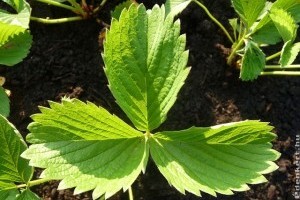 Termő szamóca akár 10 hét alatt