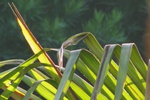Már megint egy barna folt a pálmalevélen. Mi okozza?