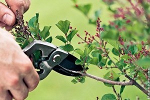 Hogyan és mikor metsszük díszcserjéinket?