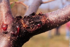 Beteg, gombás őszibarackfa - így menthető meg!