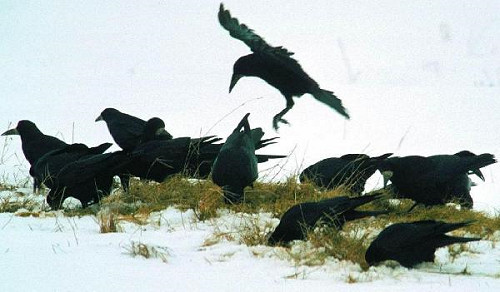 Vízágyúval mentek a védett varjak ellen Kecskeméten