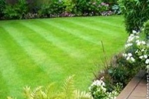 Így ápoljuk pázsitunkat nyáron!