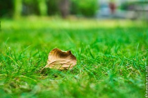 Mohásodik a gyepem. Mit tegyek?