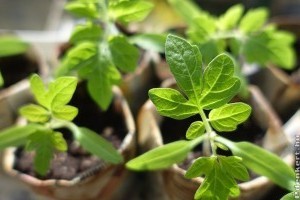 Miért nem sikerül a palántanevelés? Ezeket a hibákat kerüld el!