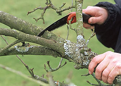 Krizantém: ha ezekre figyelsz, tele lesz virággal