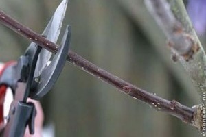 Metszési tanácsok lelkes gazdáknak - 2. lecke