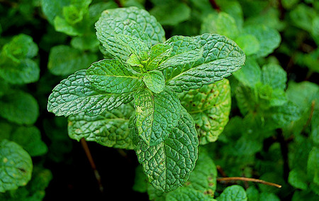 Krizantém: ha ezekre figyelsz, tele lesz virággal