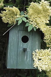 Krizantém: ha ezekre figyelsz, tele lesz virággal