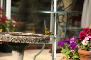 Tavaszi tennivalók a madár- és állatbarát kertben