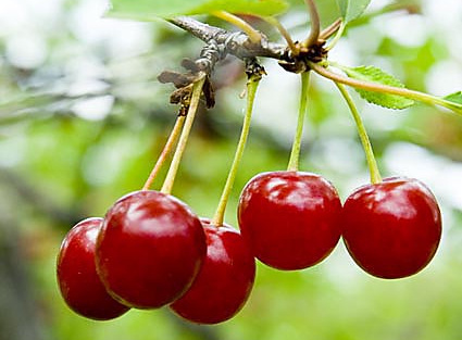 Krizantém: ha ezekre figyelsz, tele lesz virággal